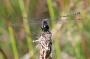 Zwarte Heidelibel m 2 Zwarte Heidelibel man